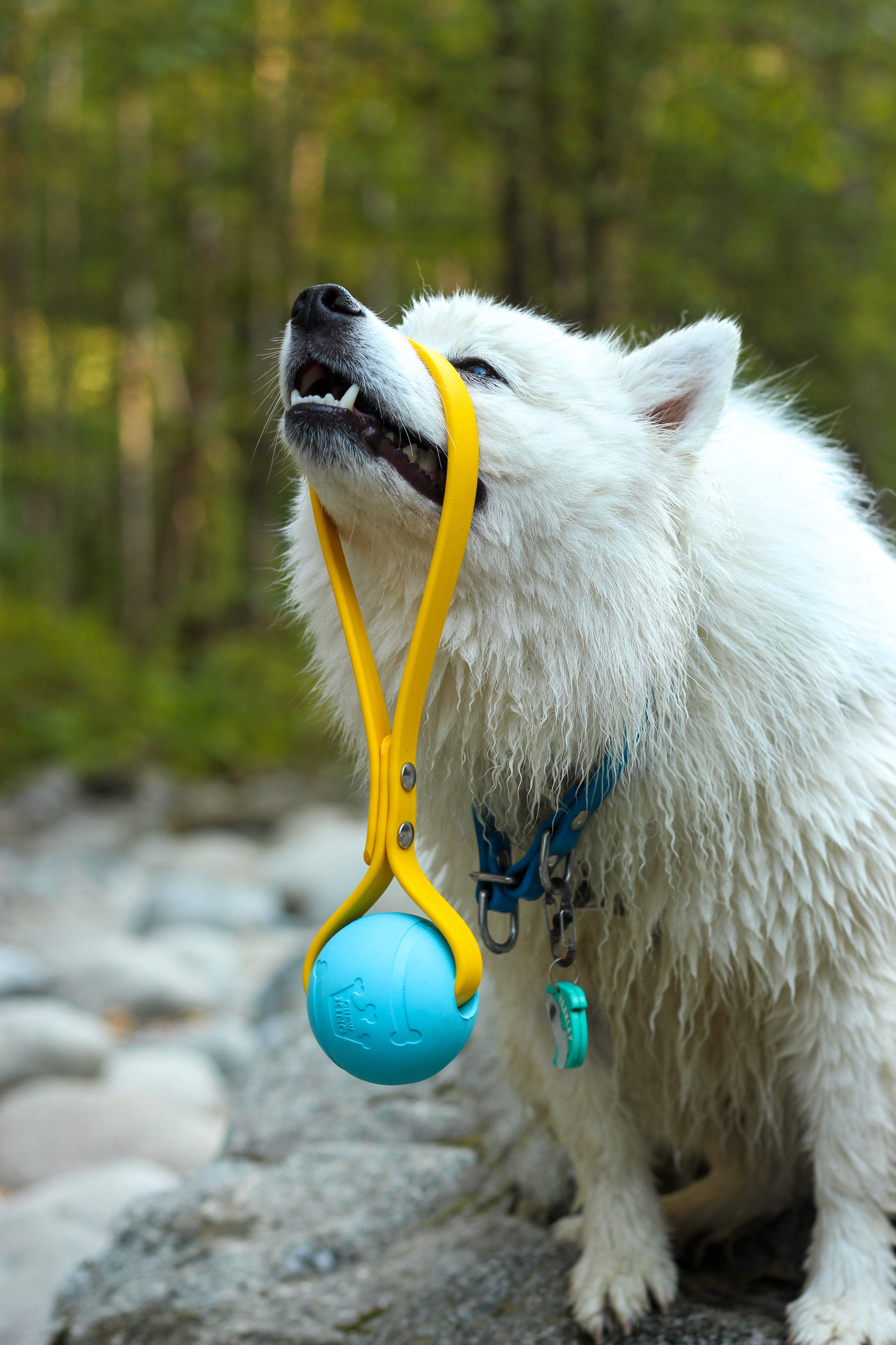 Biothane Dog Ball Tug Toy hanging off of Small Dog Nose