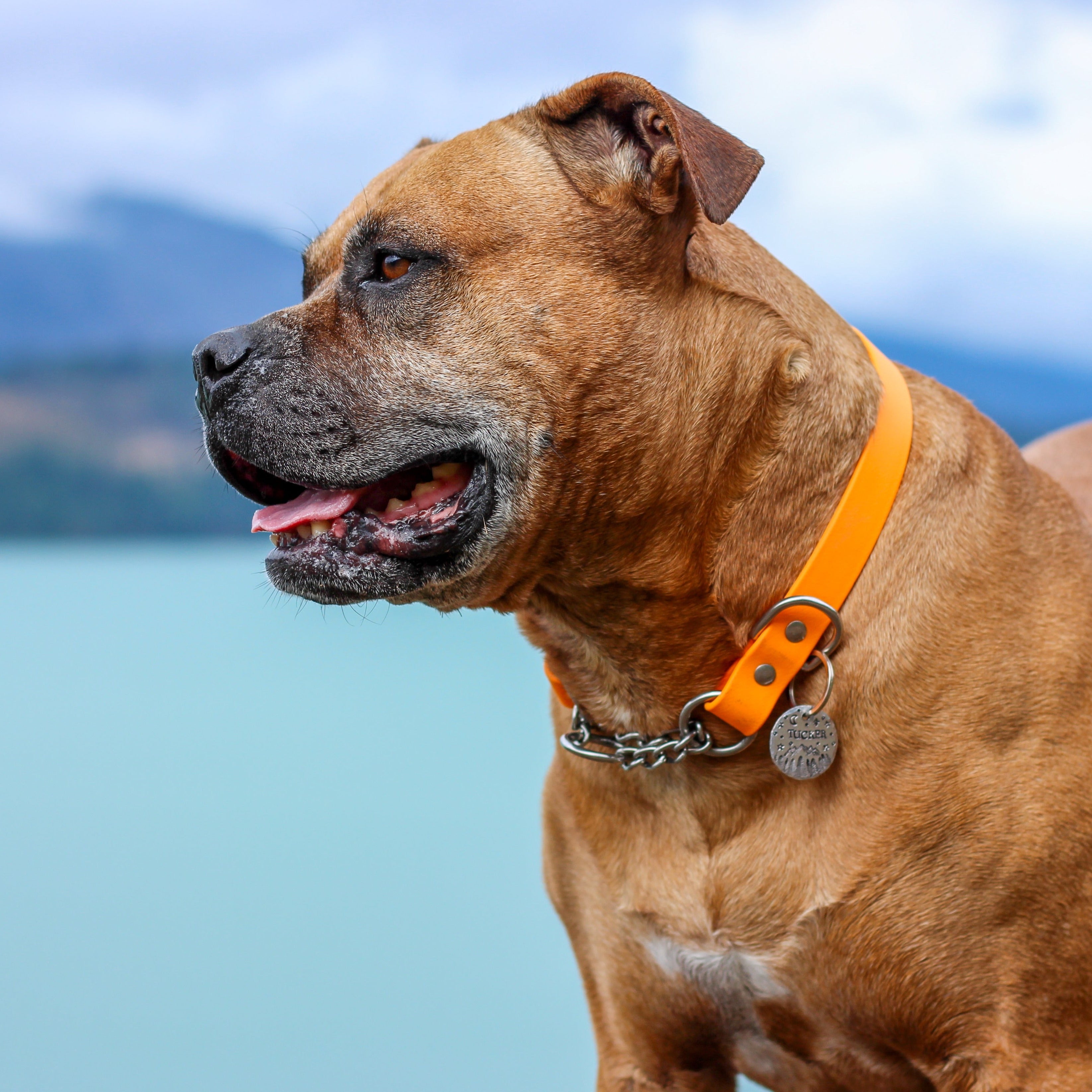 Pitbull Dog wearing an Orange and Stainless Steel Biothane Martingale Dog Collar