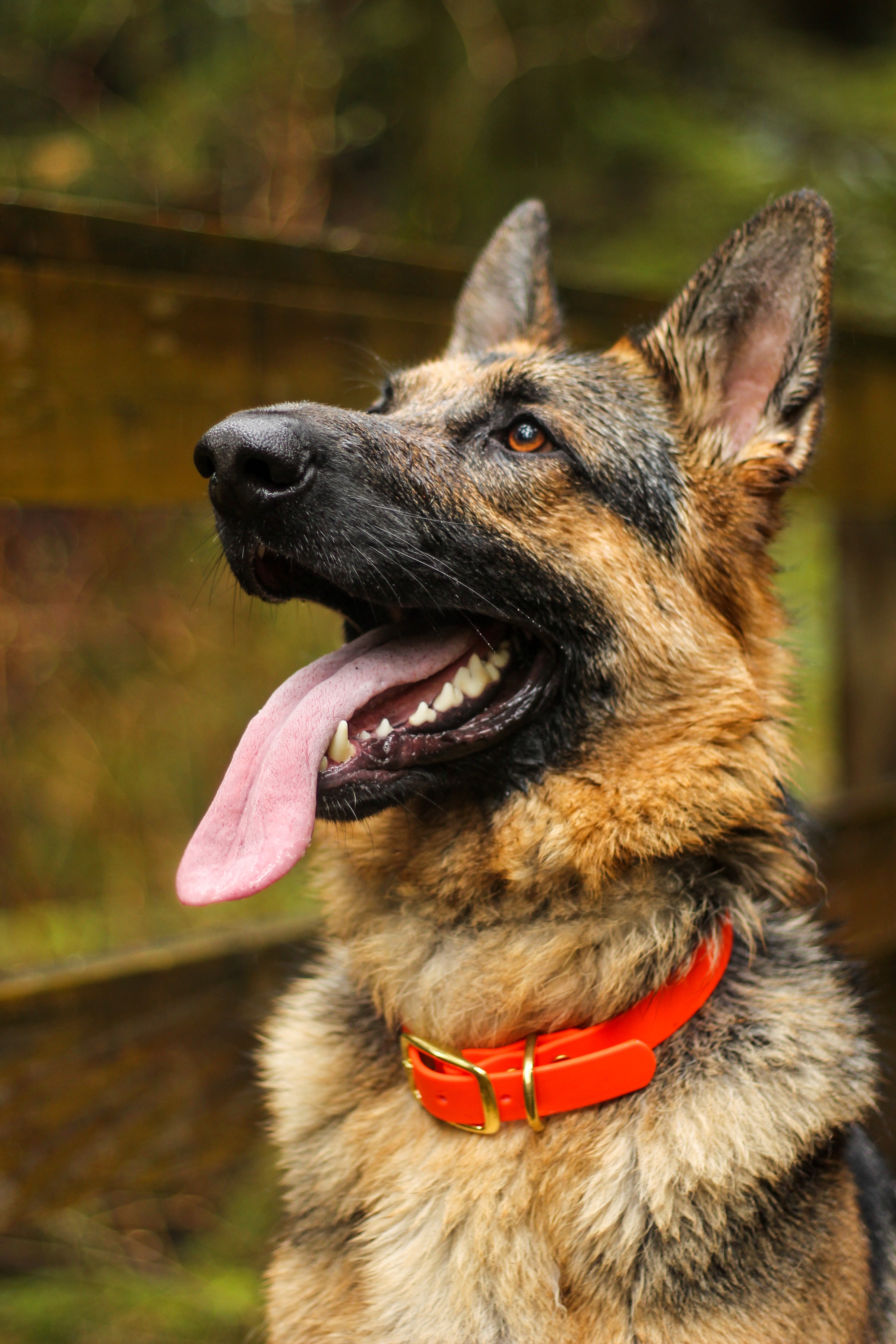 Shepherd wearing a Waterproof Biothane Dog Collar