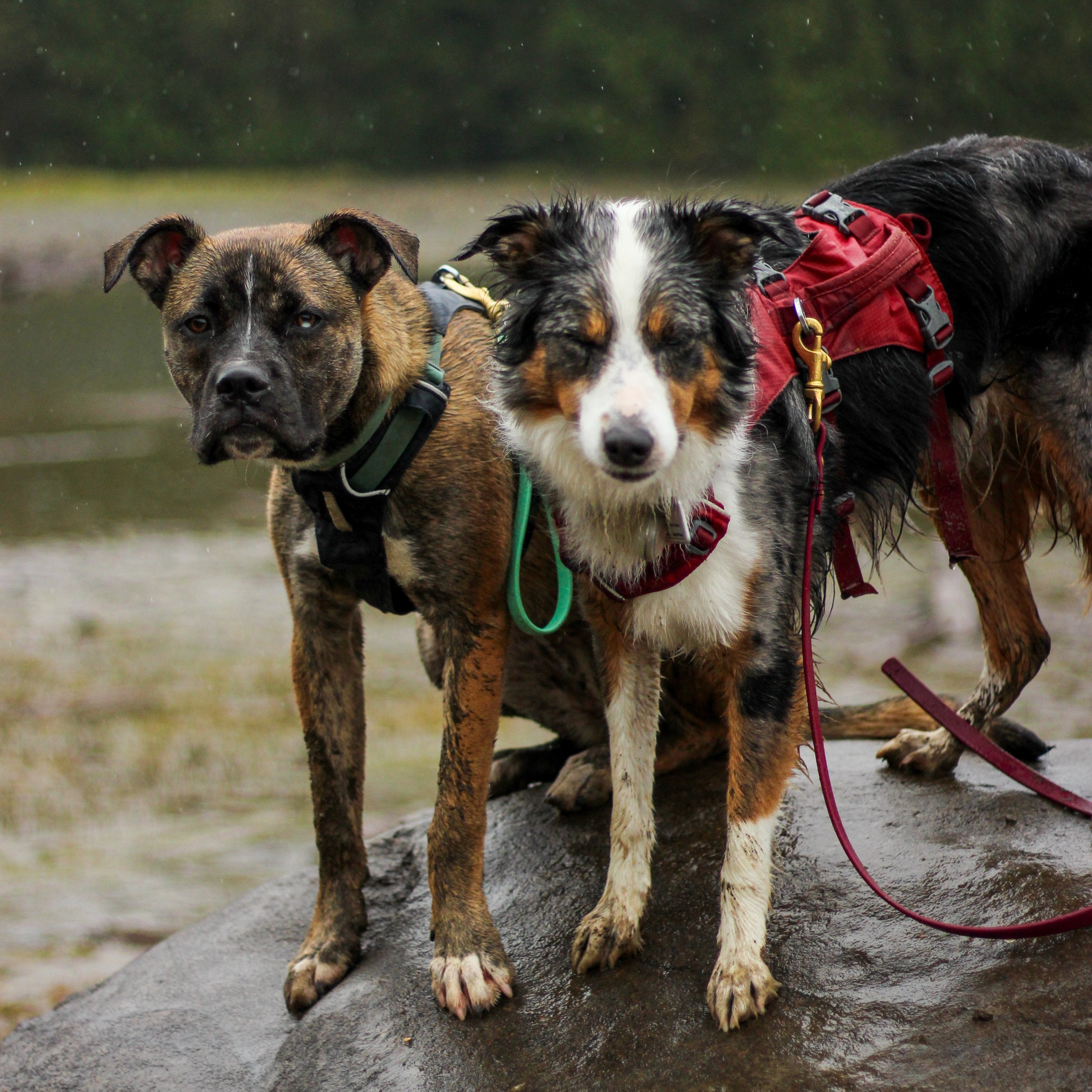 Outbound Canine Co.