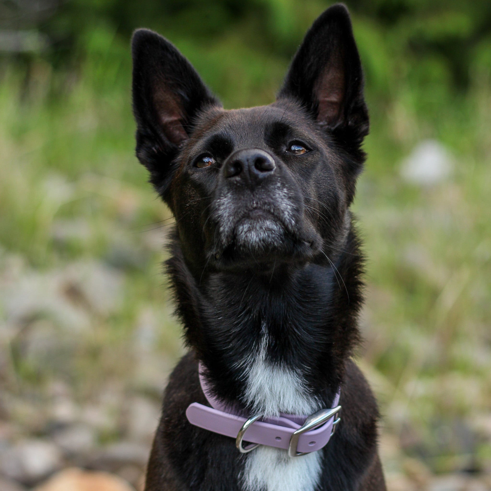 Outbound Canine Co.