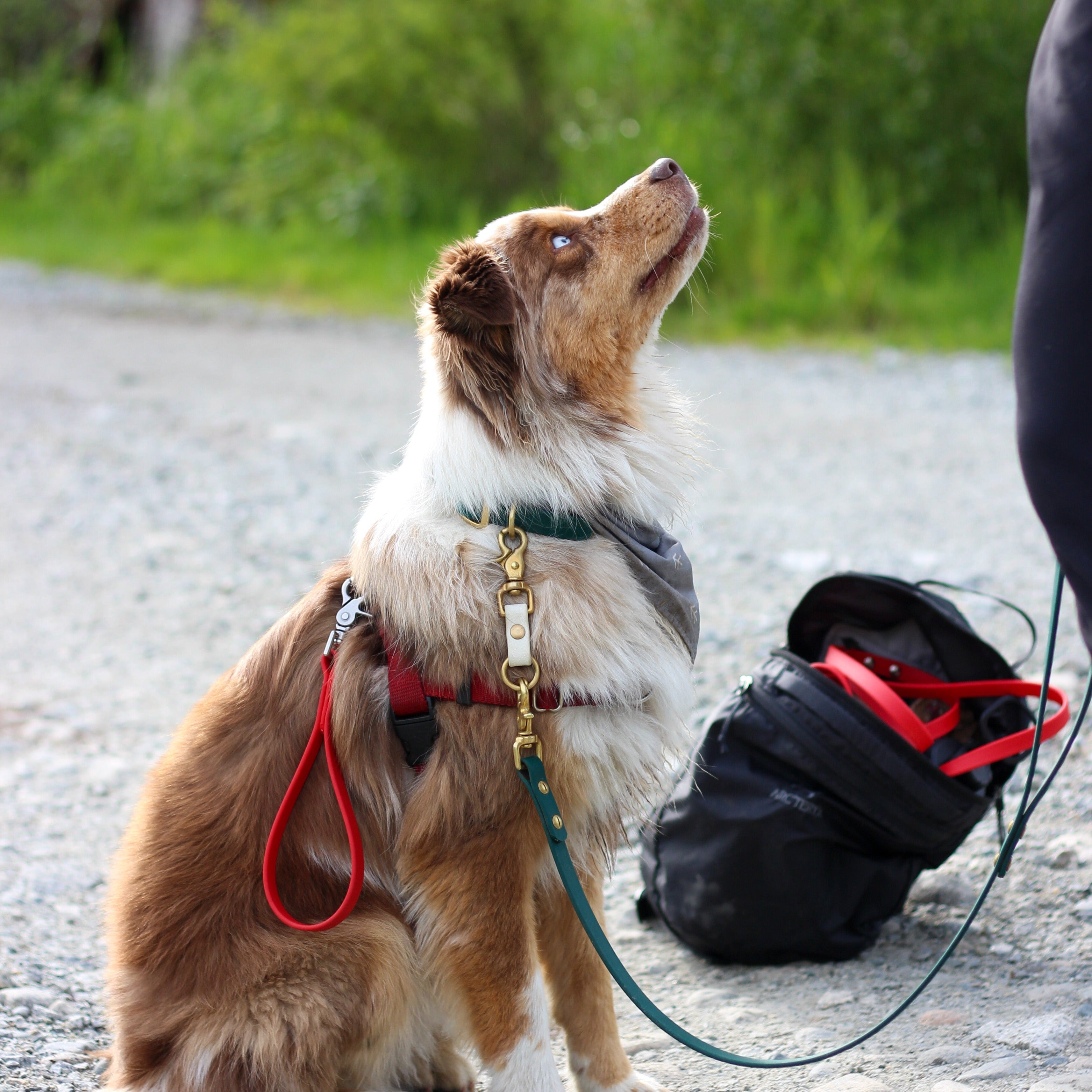 Australian Shepherd looking up at his owner while wearing a Biothane Grab Handle and Waterproof Biothane Hands-Free Dog Leash