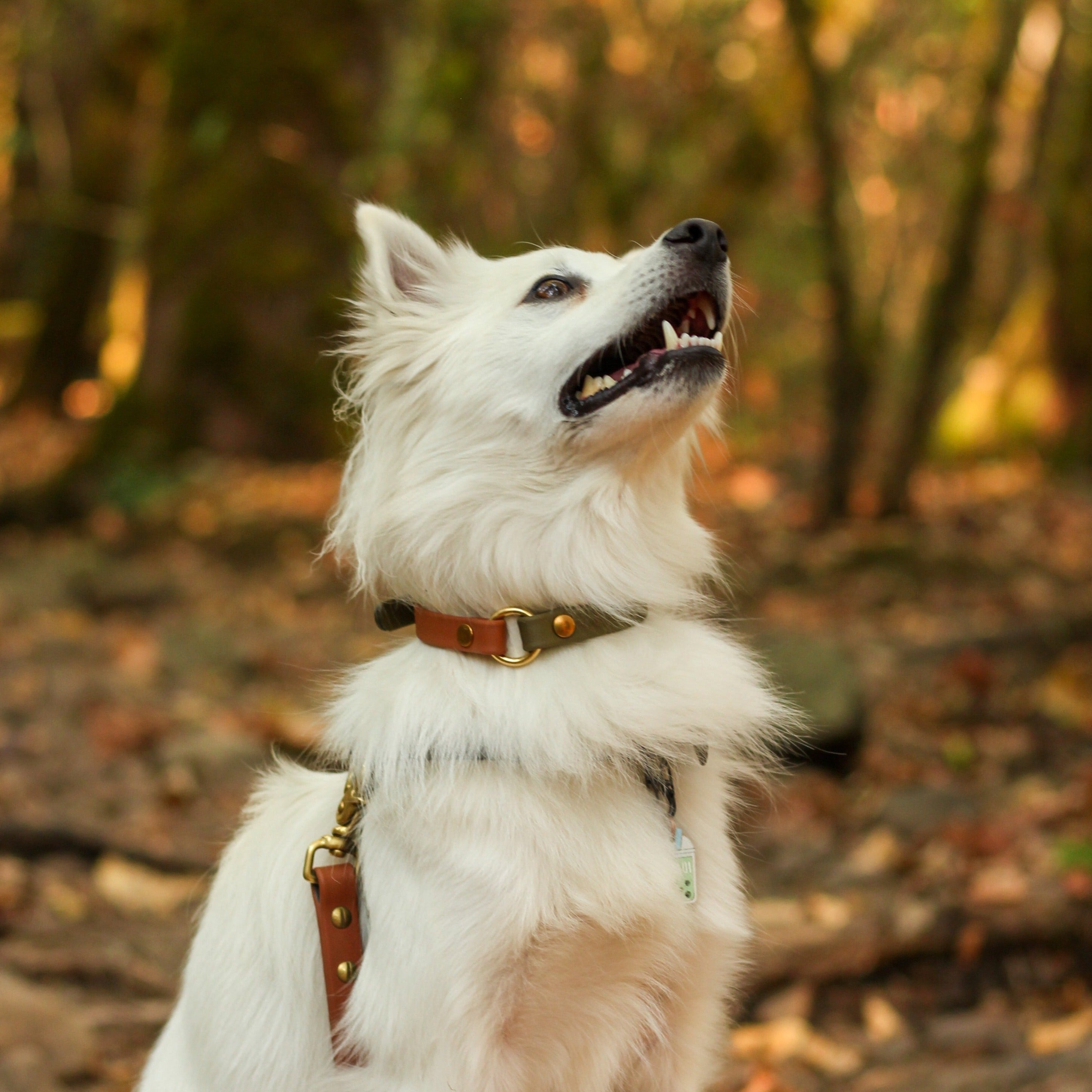 Dog wearing a Two-Toned Biothane Dog Collar