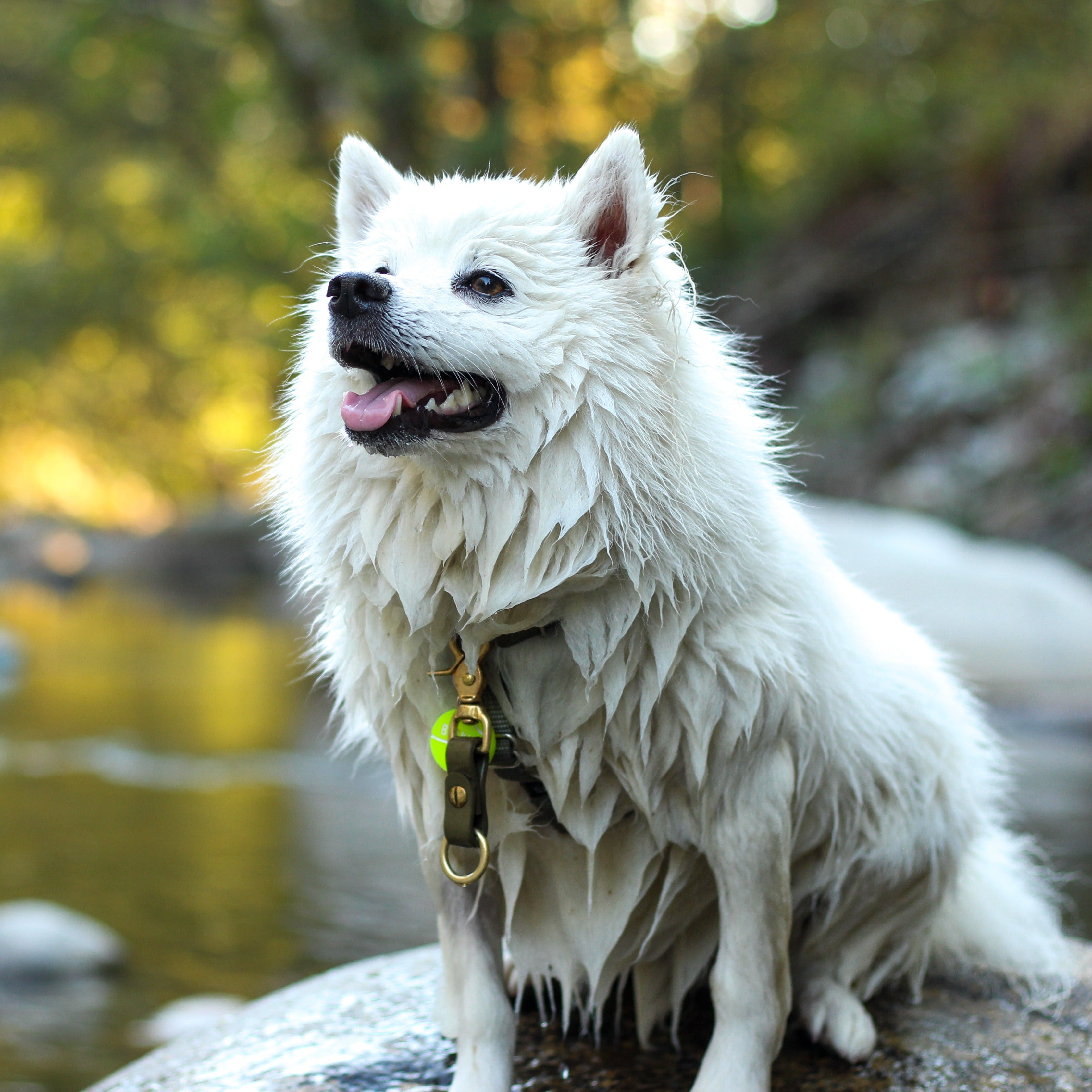 Eskimo Dog having fun in the river wearing an Olive Colored Grab Tab