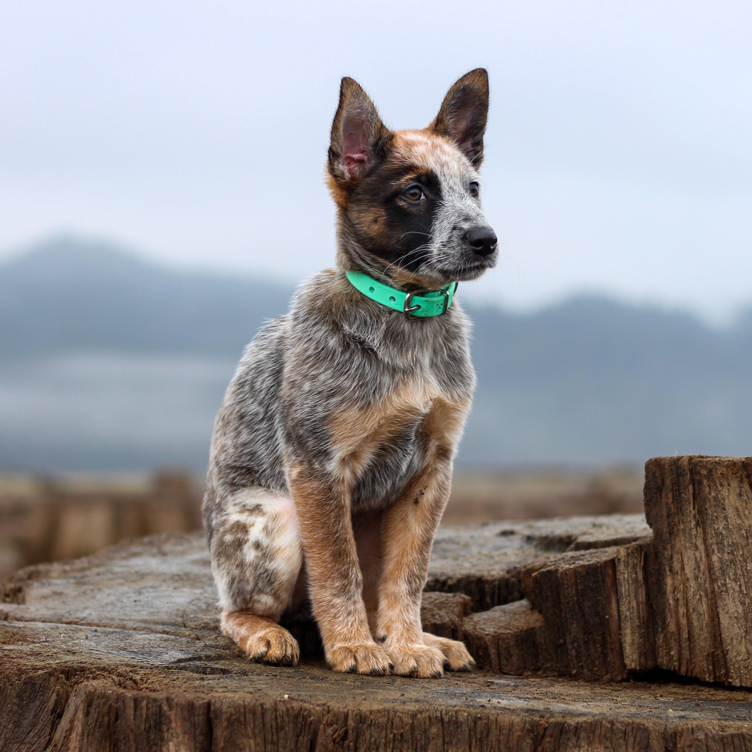 Blue Heeler Puppy standing on a tree stump sitting pretty and is wearing a Seafoam colored Adjustable and Waterproof Biothane Dog Collar