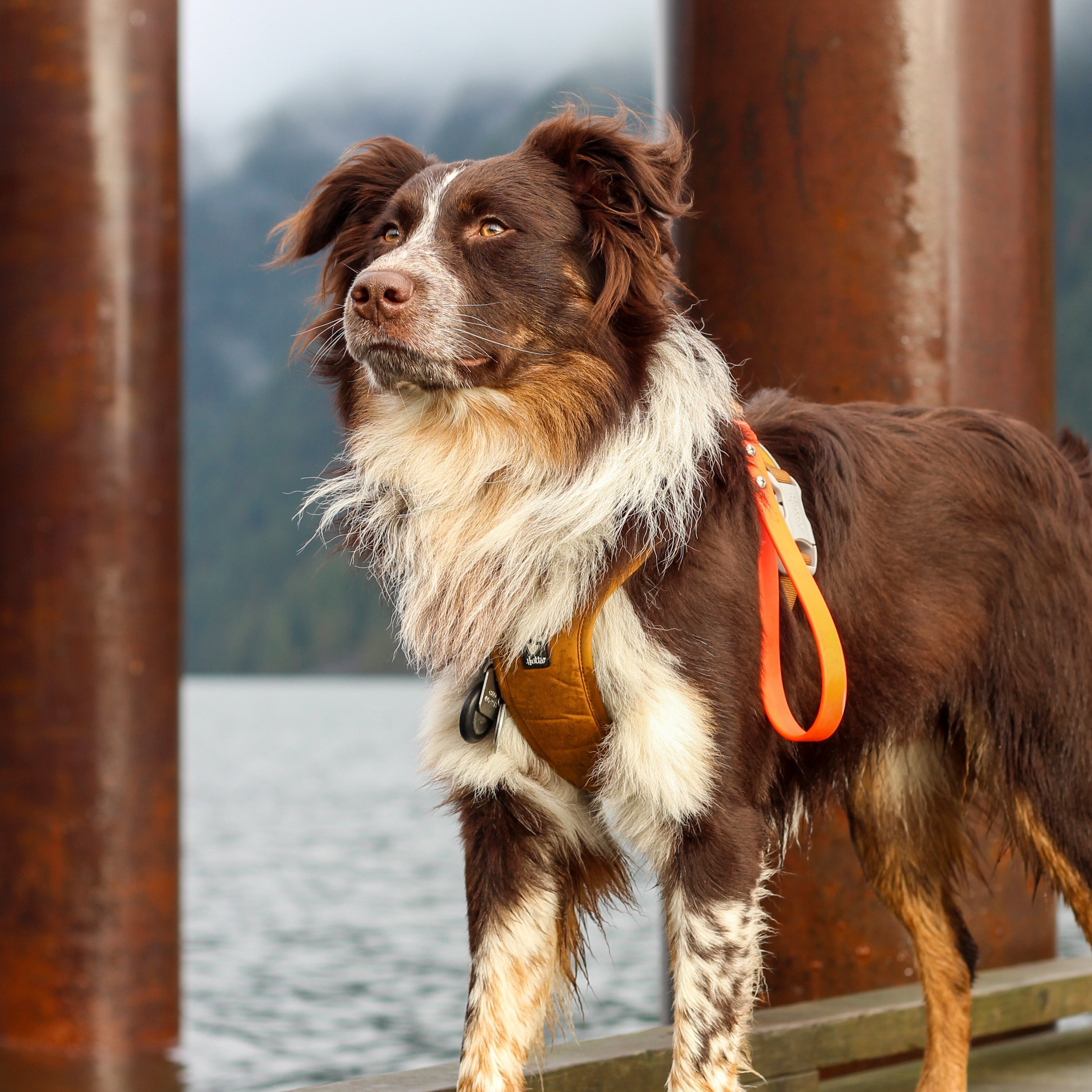 Australian Shepherd standing on deck wearing a Hurtta Dog harness with a Biothane Grab Handle for off-leash freedom and safety