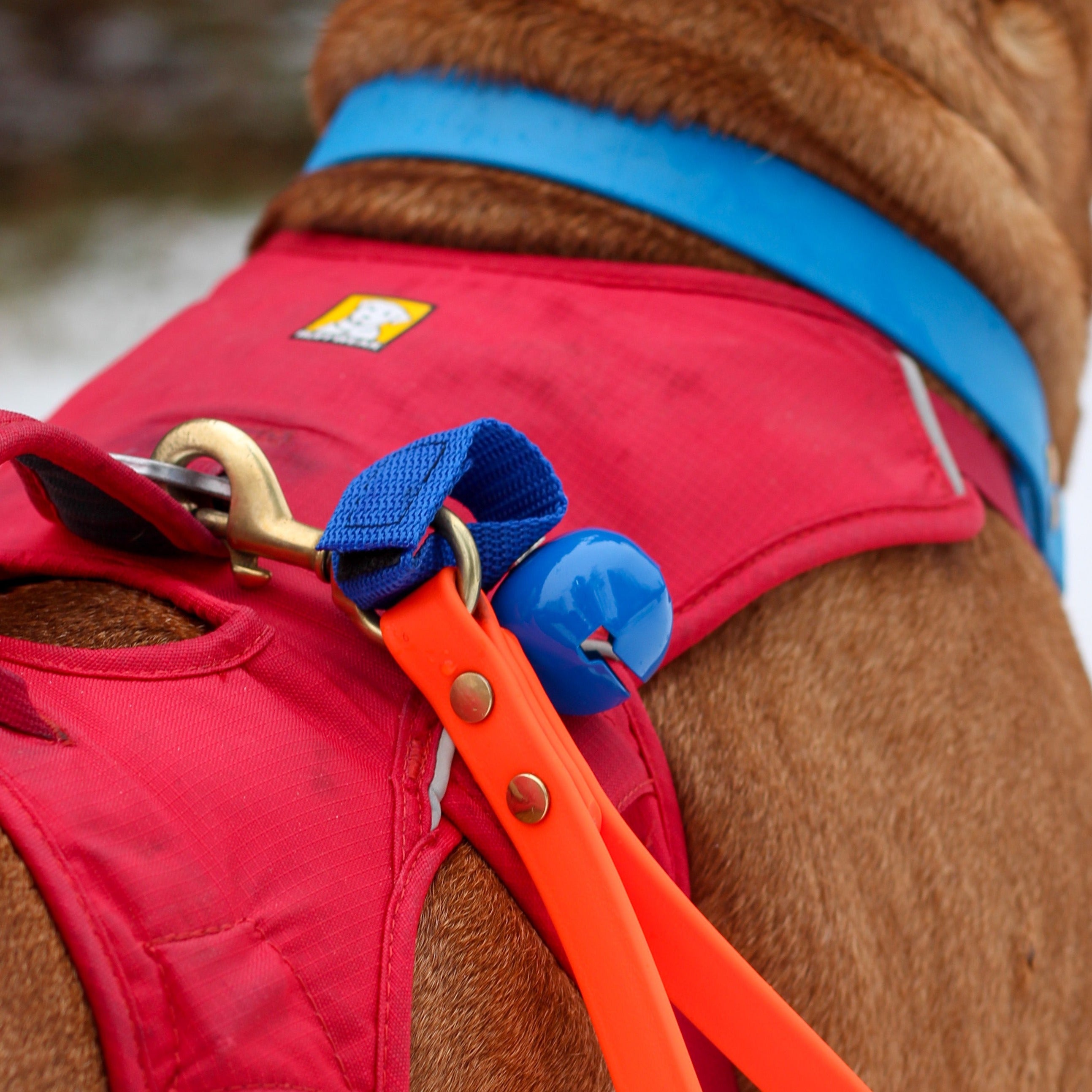 A Dog walking on the trails wearing a Ruffwear Dog Harness with a Biothane Grab Handle and Bear Bell attached for outdoor safety