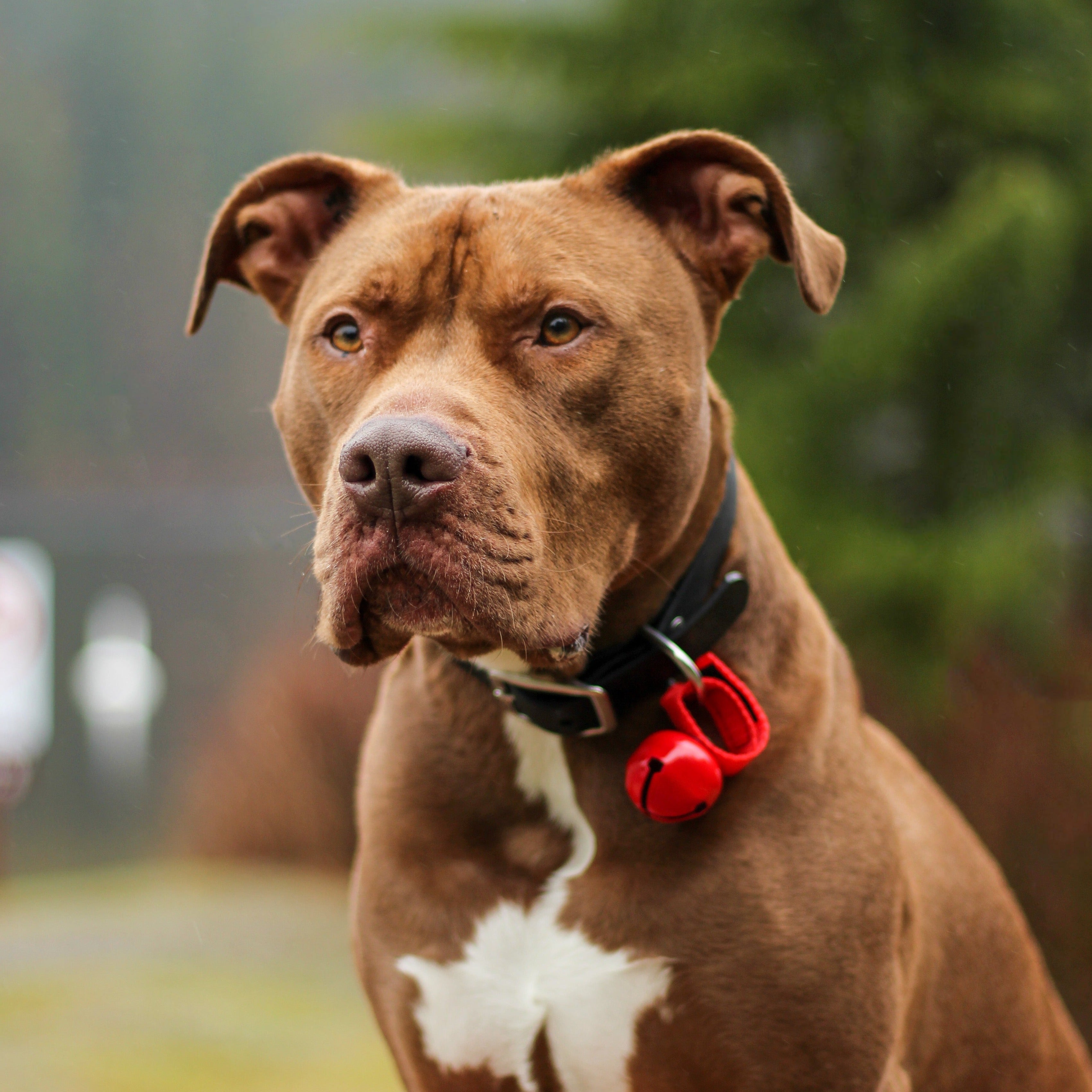 male pitbull wears a black biothane waterproof dog collar and a red bear bell