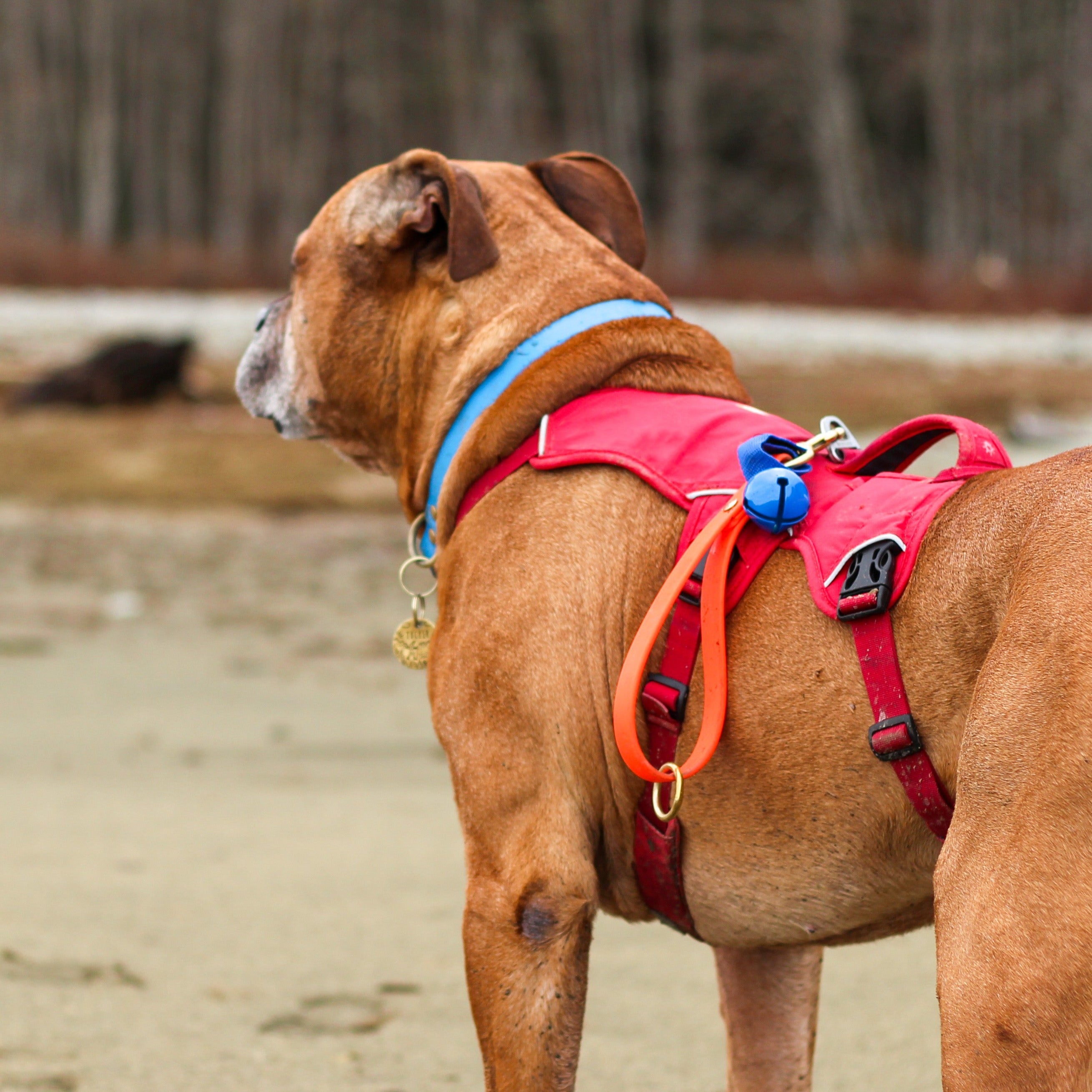 dog out exploring nature wearing a red ruffwear dog harness and an orange biothane grab handle and a bear bell