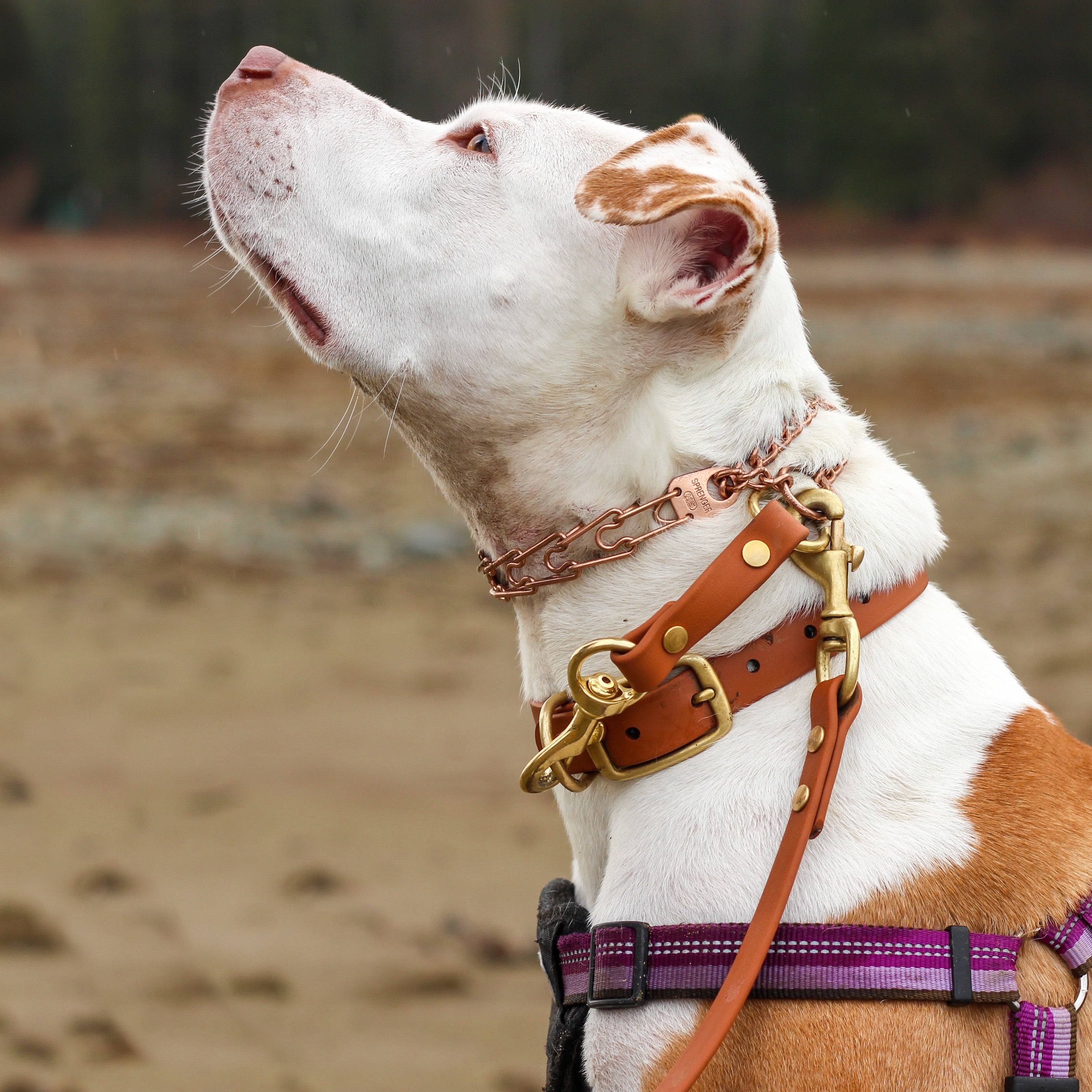 white and tan dog looking up at her owner while exploring nature wearing a curogan prong collar and biothane buckle collar and a safety clip as added security