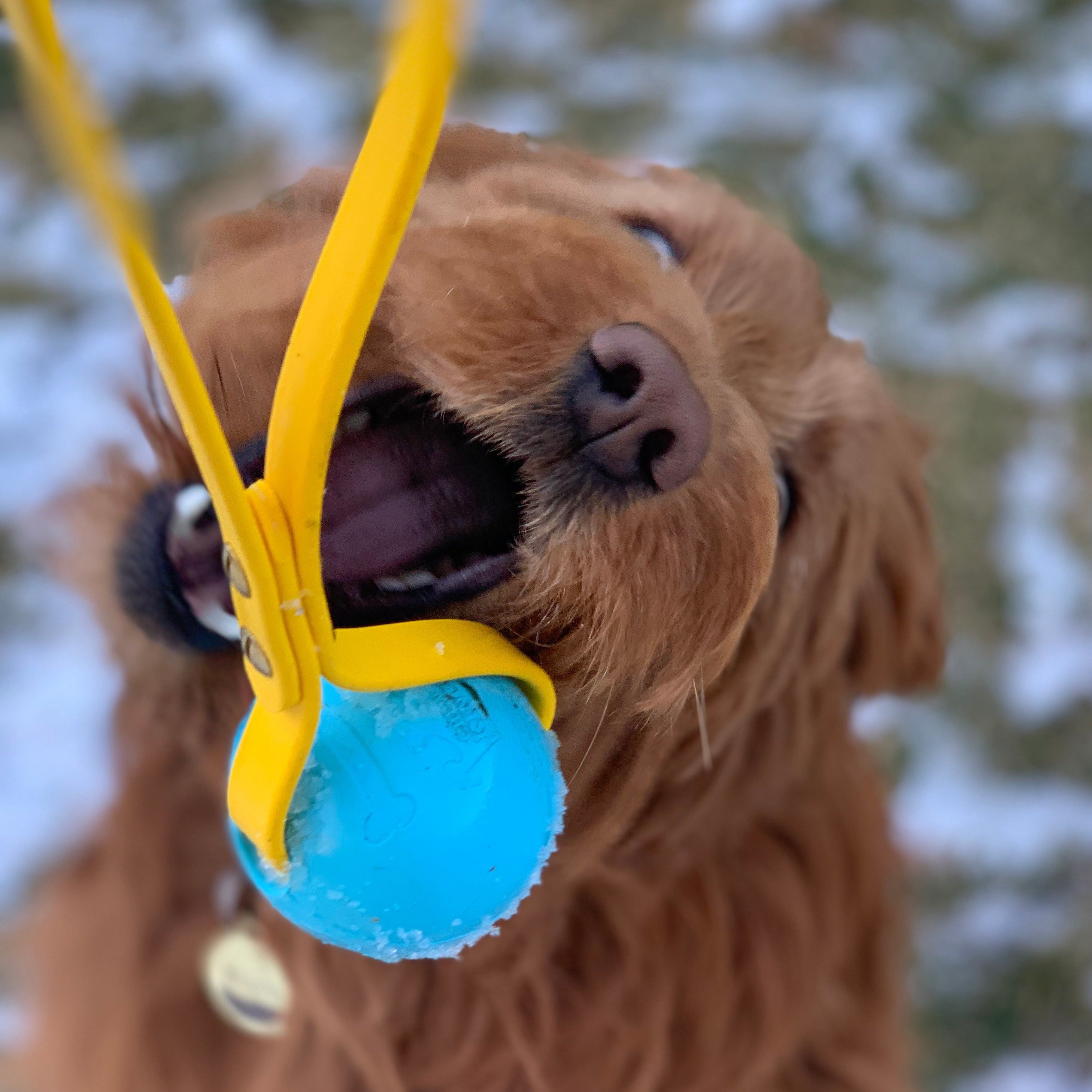doodle dog playing with a ball in a game of tug of war