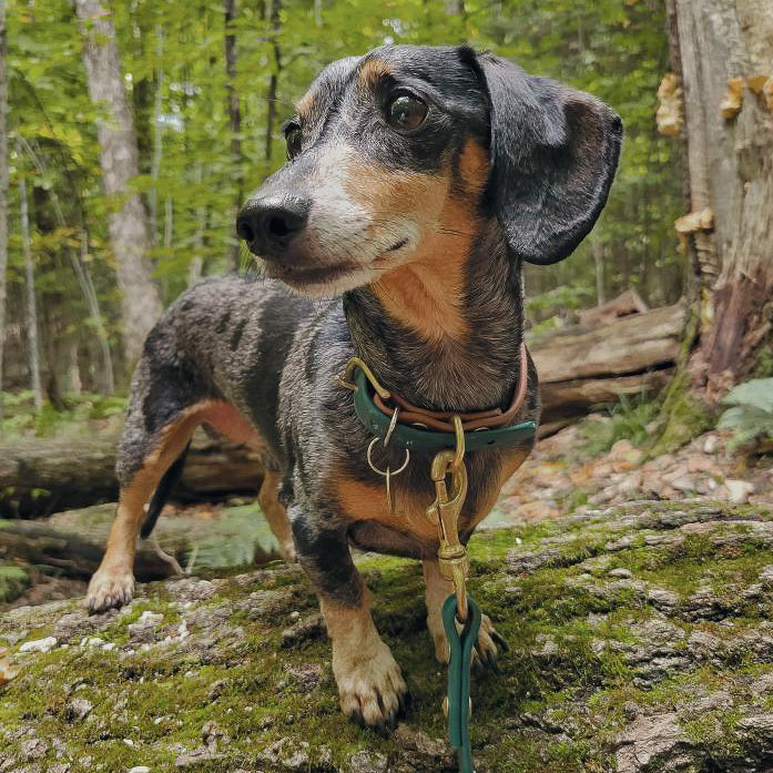 Dog wearing a Two-Toned Biothane Dog Collar