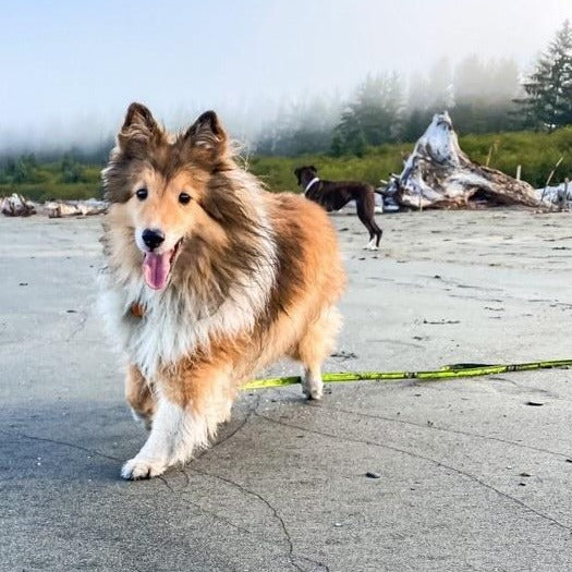Sheltie Dog running around on beach attached to a Waterproof Biothane Long Line and Drag Line