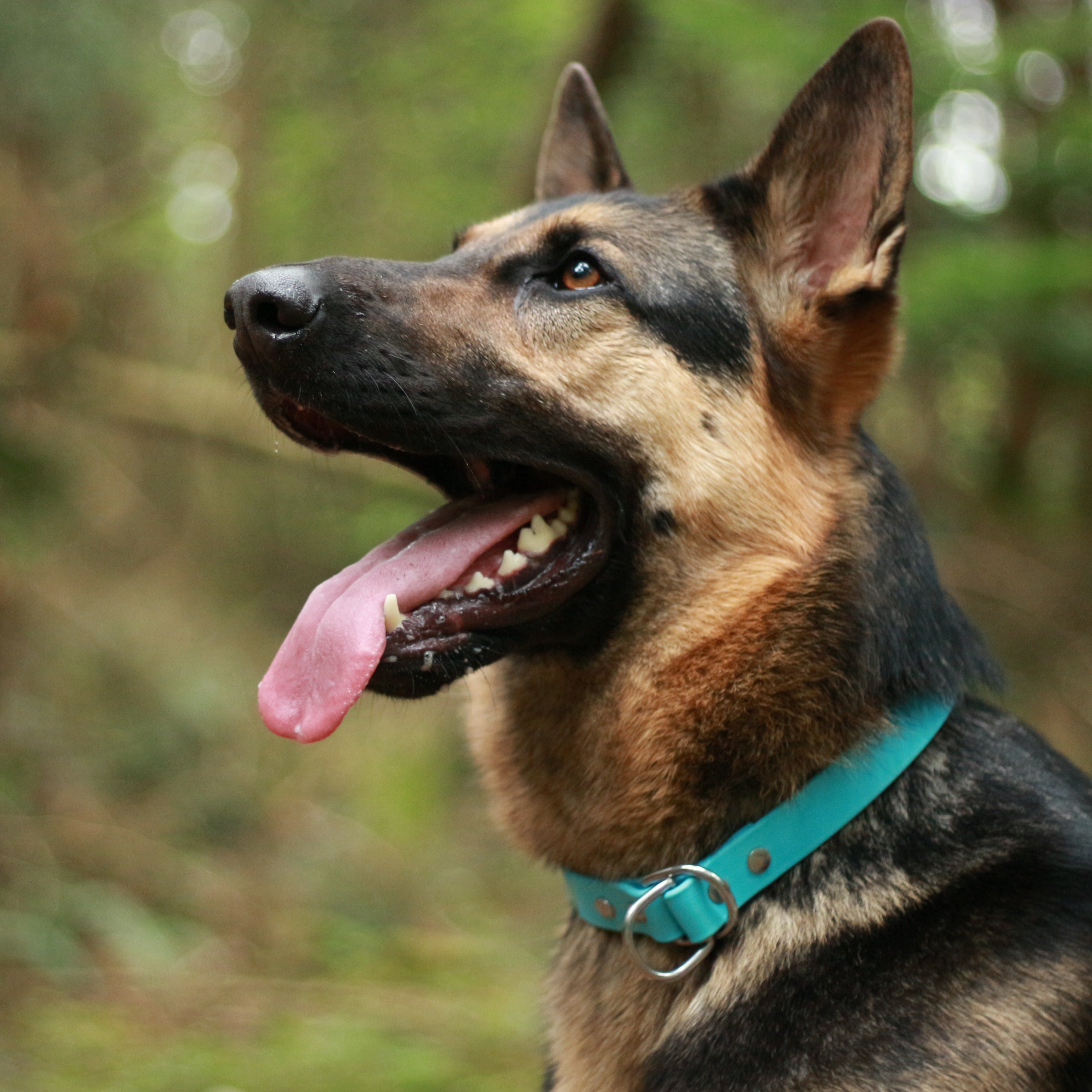 Shepherd wearing a Blue Biothane Slip Dog Collar