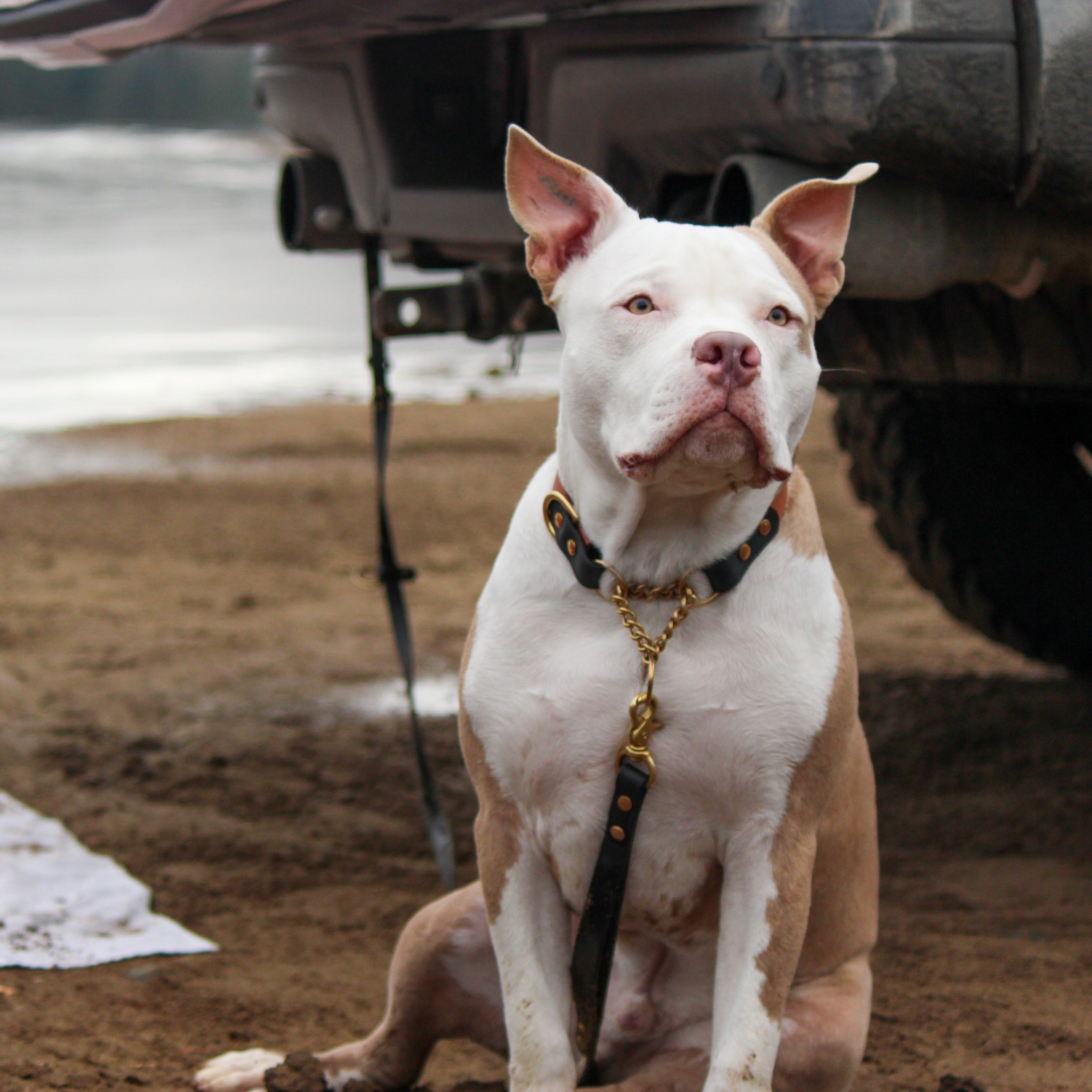 Dog anchored to a truck in the mud with a Waterproof Biothane Hands-Free Dog Leash