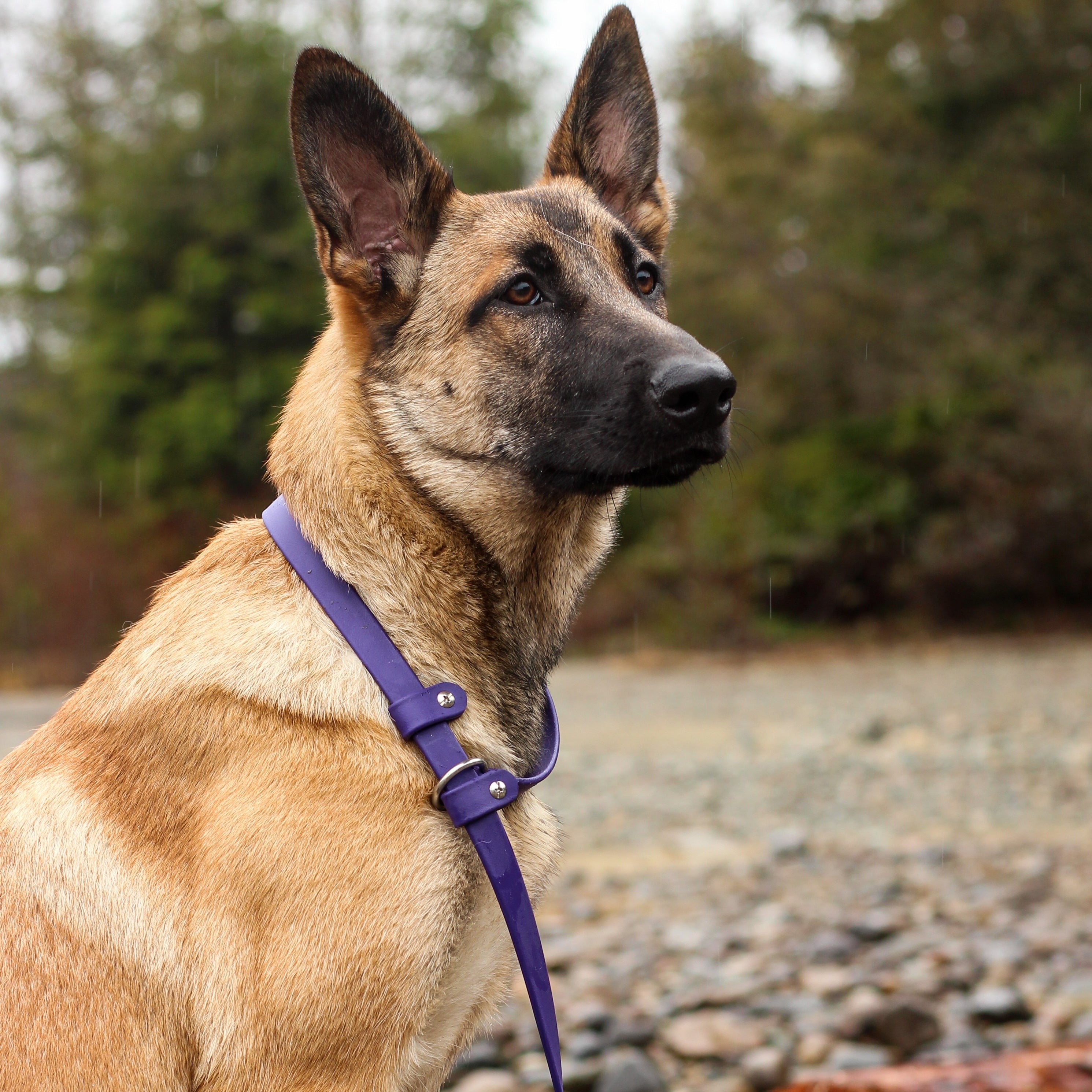 Shepherd Puppy wearing a Purple Biothane Slip Lead