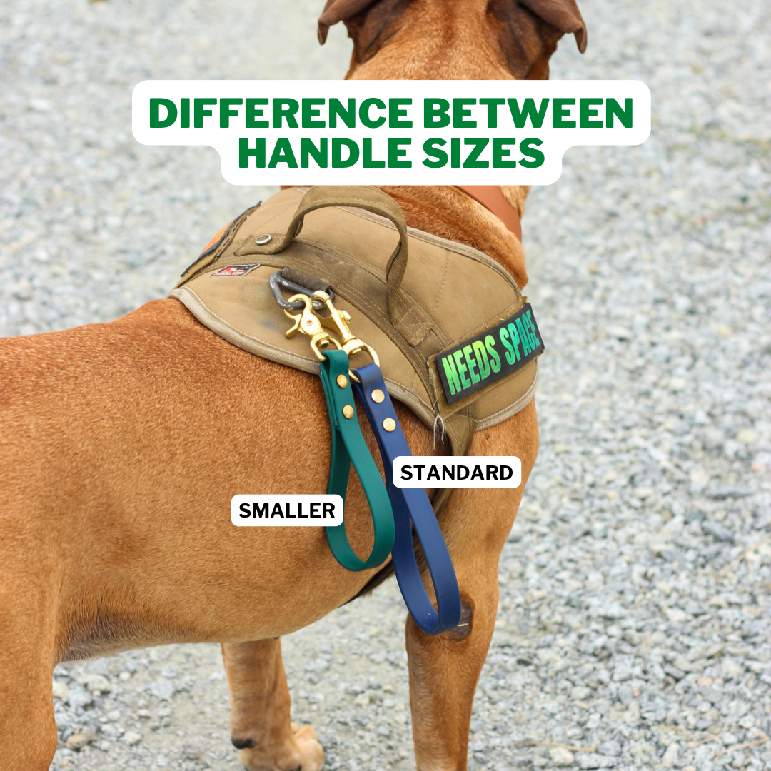 Dog wearing Waterproof and Odorproof Biothane Grab Handle while off-leash